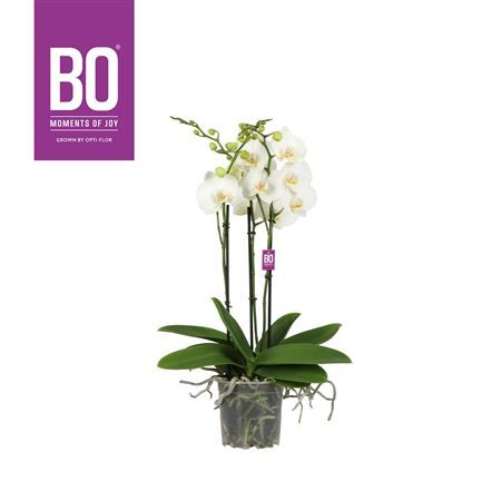 Phal Flower Power Iceberg 3-5 Tak Opti Quality