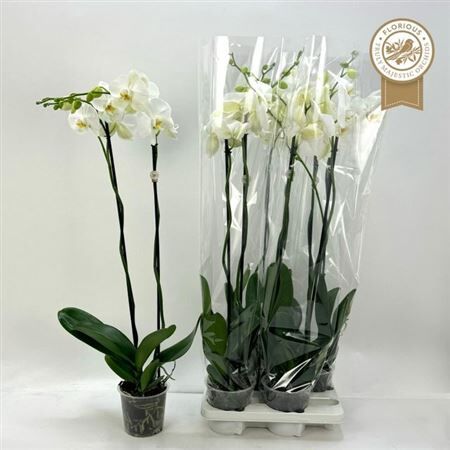 Phal Wit 2 Tak Xl 90 Cm