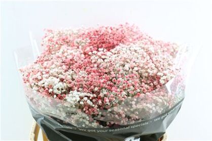 Gyps Pa. Disco White / Wine Red