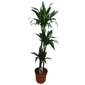 Dracaena Janet Craig 90-60-30