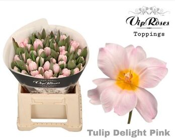 Tu En A Delight Pink