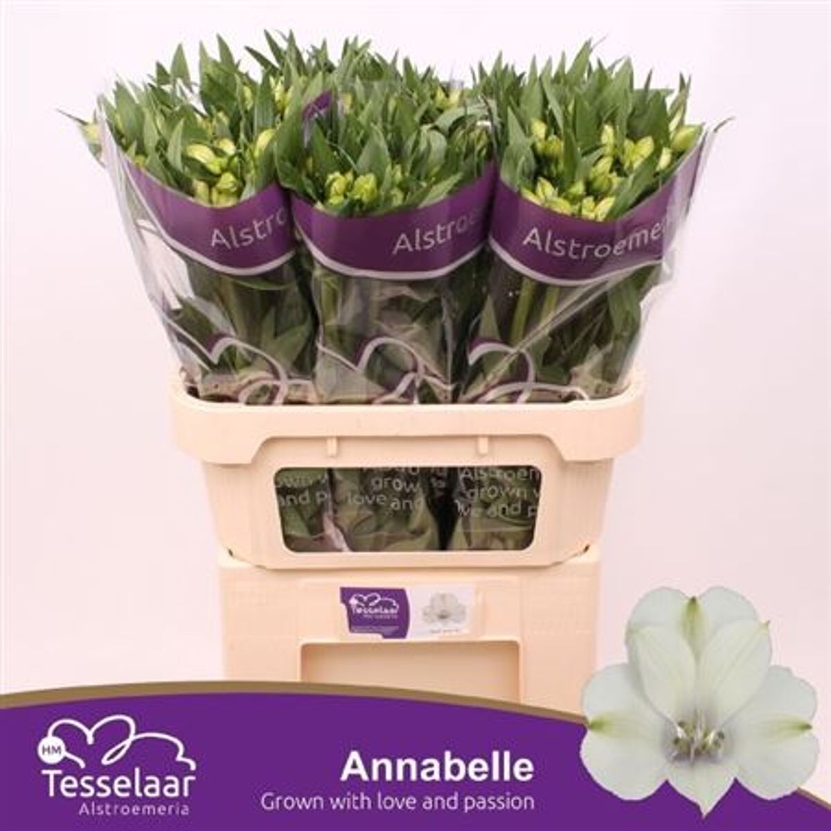 Alstr Annabelle | Van der Plas