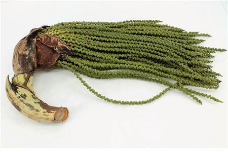 Caryota Stem Medium