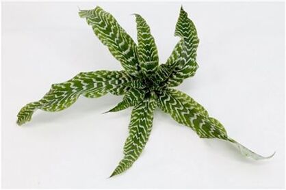 Cryptanthus Zonathus Green