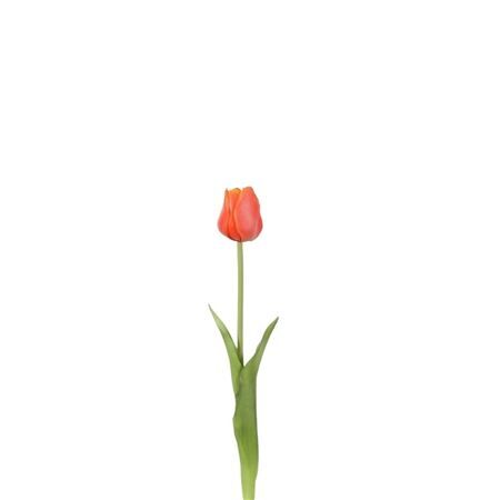Tulipa 46cm