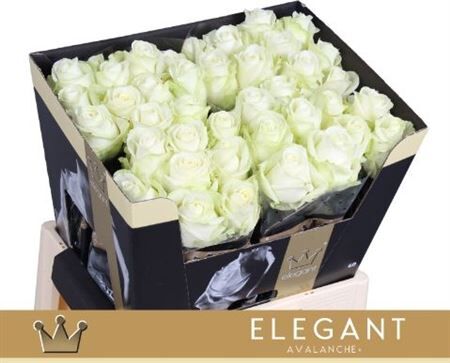 R Gr Avalanche Bernhard