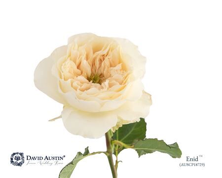 Rosa David Austin Enid