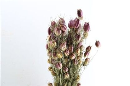 Dried Nigella Natural Bunch