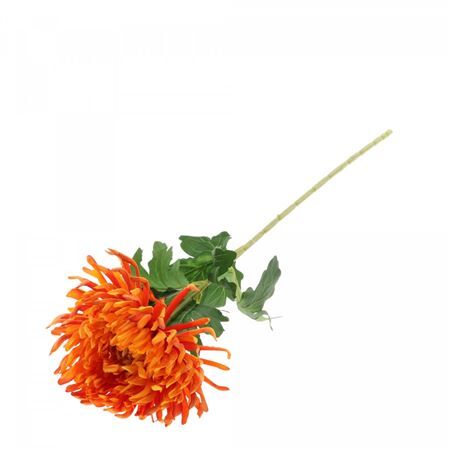 Chrysanthemum 74cm