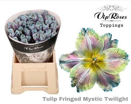 Tu Fr Fringed Mystic Twilight