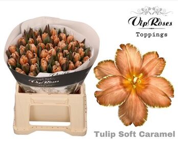 Tu En A Soft Caramel