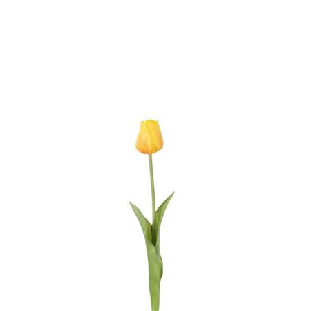Tulipa 46cm