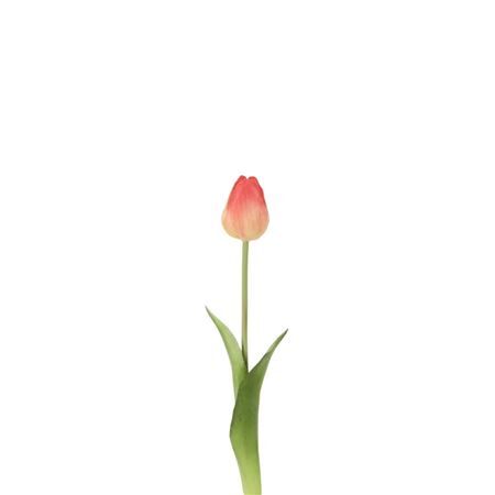 Tulipa 46cm