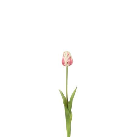 Tulipa 46cm