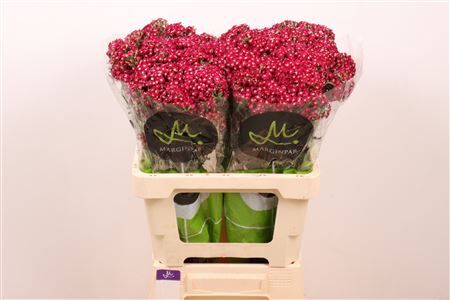 Achil Neonglow Ember