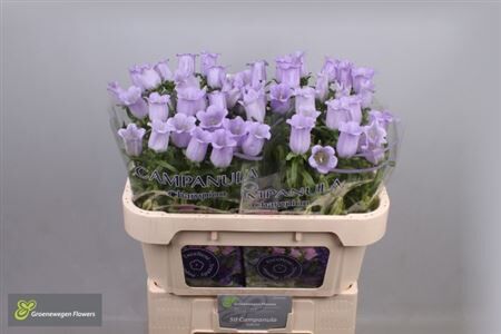 Camp M Champion Lave