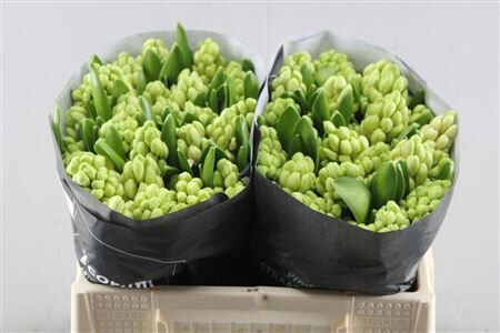 Hyacinthus Orientalis 'china White'