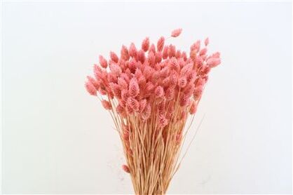 Dried Phalaris X5 Frosted L. Pink Bunch