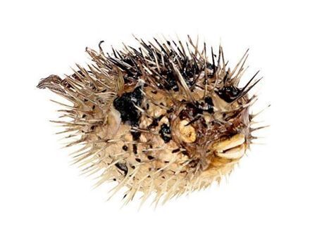 Fish Porcupine D17