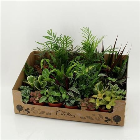 Ov Kamerplanten Gemengd Small
