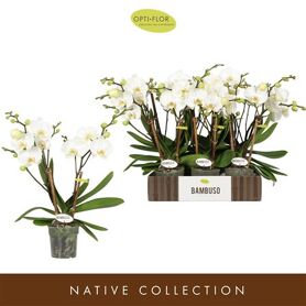 Phal Bambuso Inyo 2 Tak