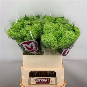 Viburnum Roseum St 2