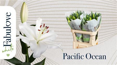 Li Or Pacific Ocean