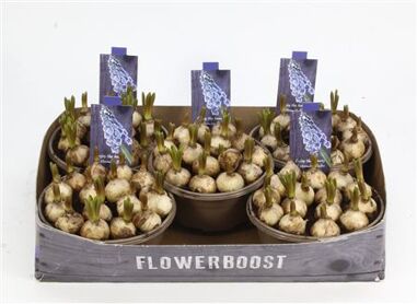 Muscari Blauw 16