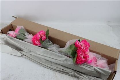 Hydr M Candy Pink Tinted X12