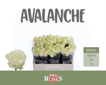 R Gr Avalanche+