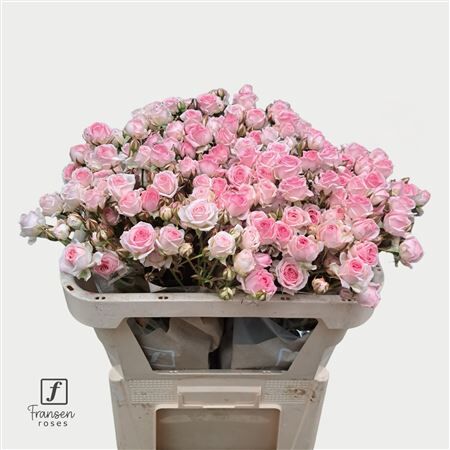 R Tr Kate-lynn 70cm