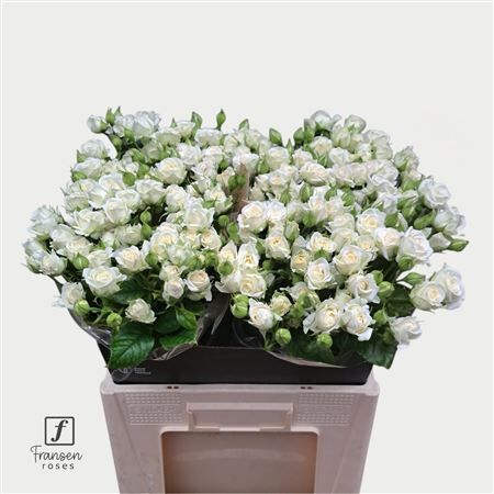 R Tr Josephine 60cm
