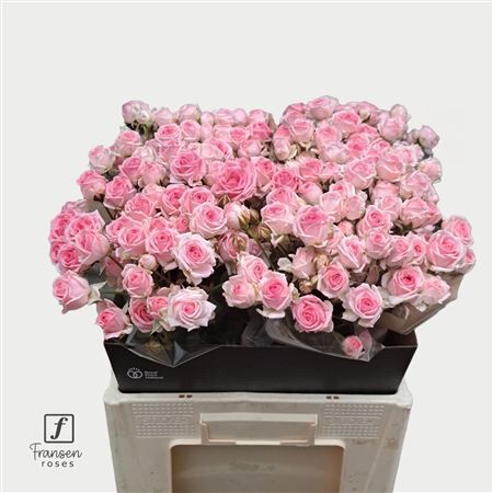 R Tr Kate-lynn 60cm