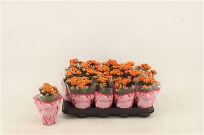 Kalan Mini Gev Oranje