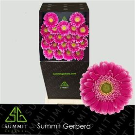 Ge Mi Wonderwall Diamond