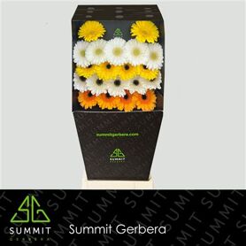 Ge Mi Mixed Yellow Diamond