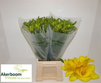 Freesia Double Flowered 'ballade'