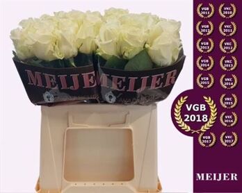 R Gr Avalanche Meijer