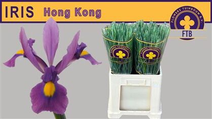 Iris Hong Kong