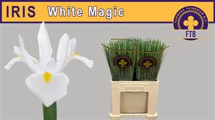 Iris - White Magic