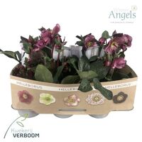 Hell Frostkiss Charmer 15+