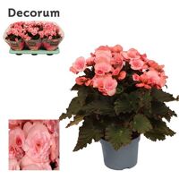 Begonia Joy Pink Licht Rose
