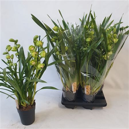 Cymbidium Ov Groen 4 Tak