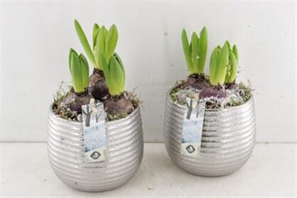 Arr4 Hyacint Js2349 - Ribbelpot Silver