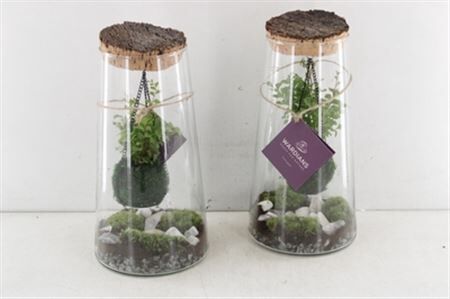 Arr3 Wa Terrarium - Kokedarium Triton