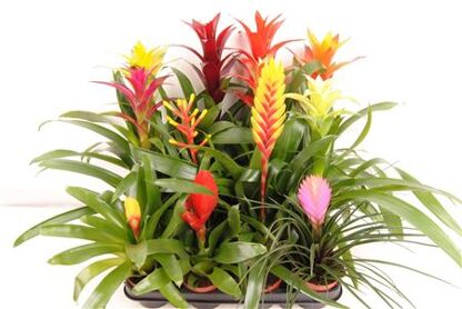 Brom Gemengd Exclusieve