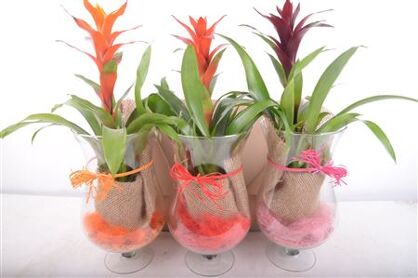 Guzm Gemengd Glas Cognac