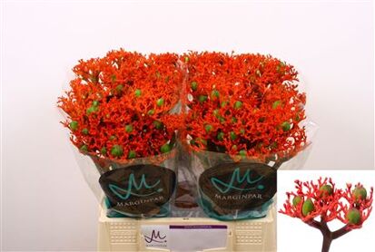 Jatropha P Firecrack