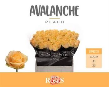 R Gr Avalanche Peach+