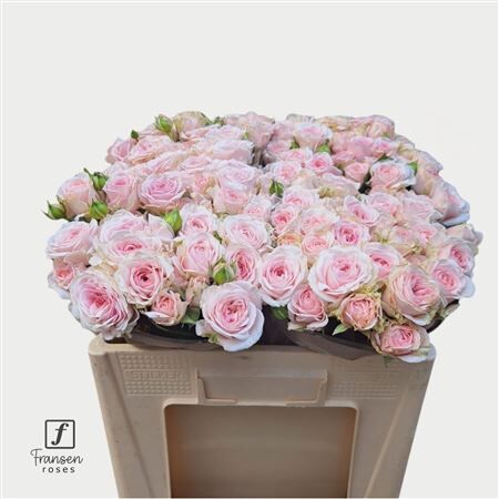 R Tr Love Me With Fatal Atraction 5